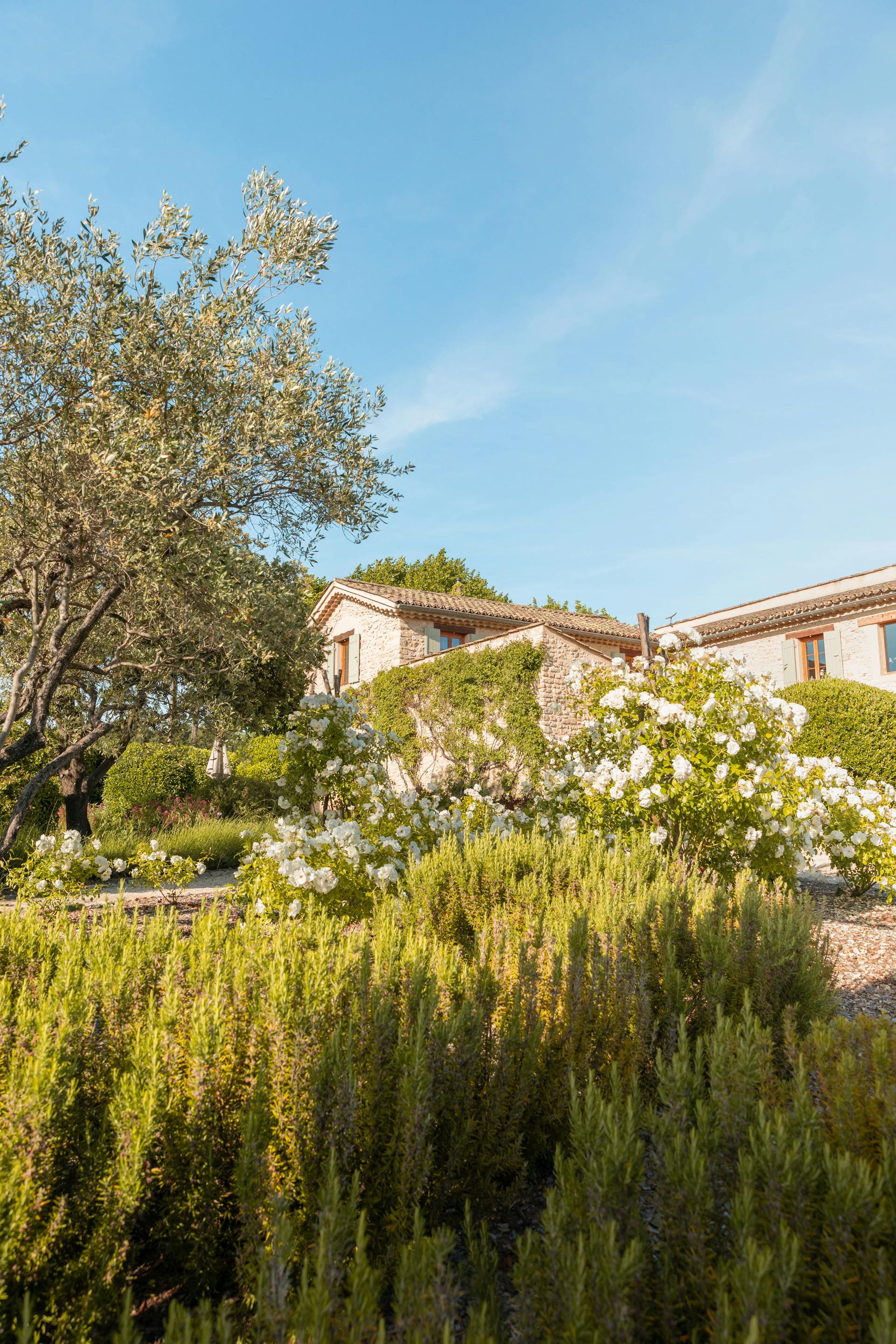 Maison de pierre de Villa Elysae au-dessus d'une oliveraie en fleur — Mougins